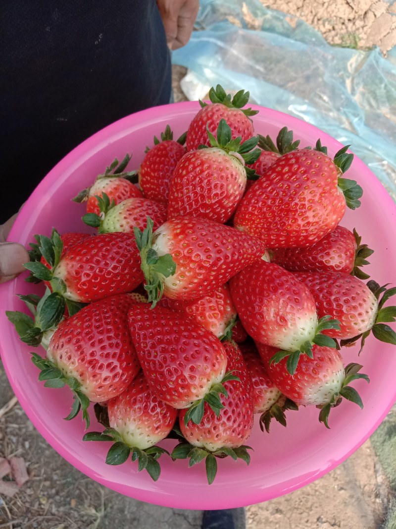 富平县草莓，大量精品草莓上市