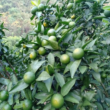清香蜜桔，地头价格一手货源，