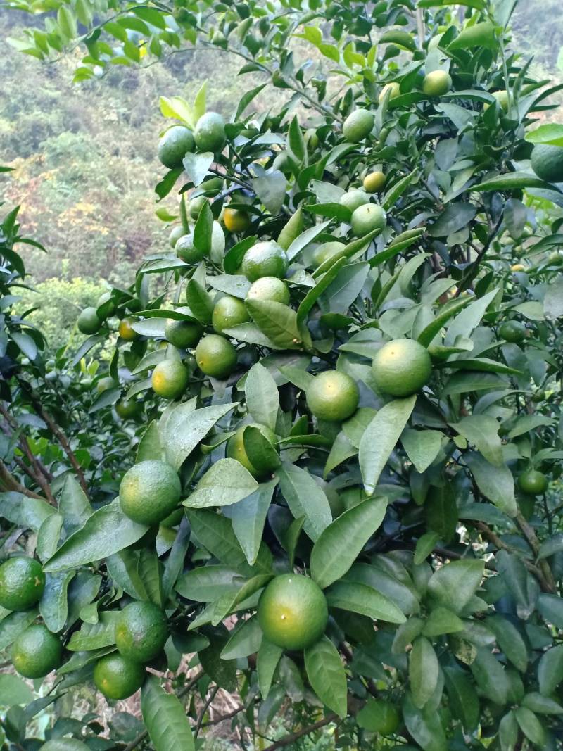 清香蜜桔，地头价格一手货源，