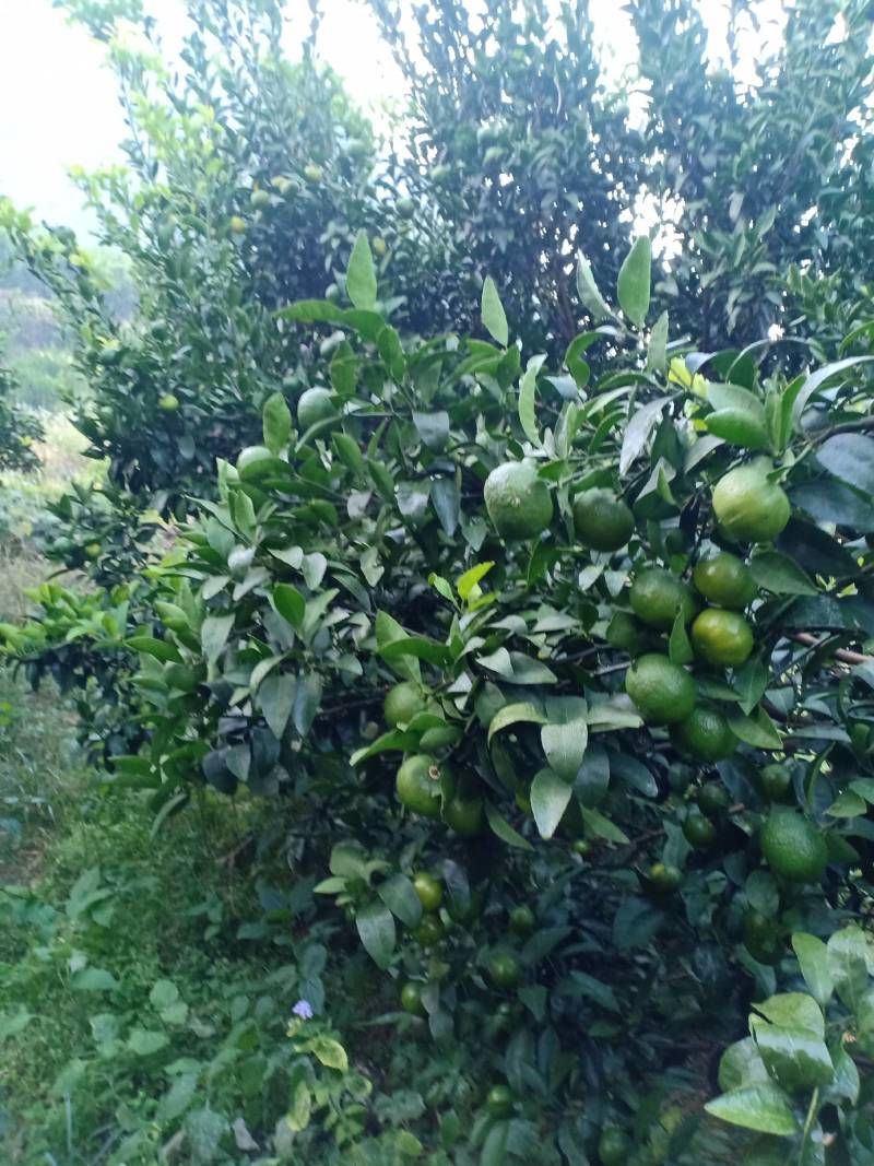 清香蜜桔，地头价格一手货源，