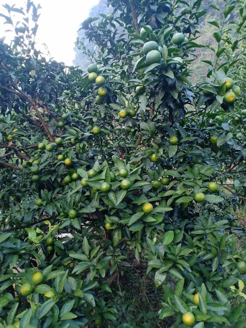 清香蜜桔，地头价格一手货源，