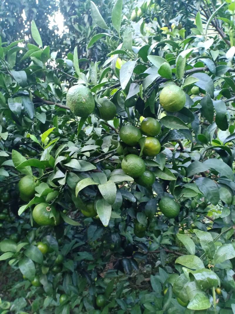 清香蜜桔，地头价格一手货源，