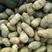 黑龙江绥化土豆种子繁育基地，繁育荷兰，沃土，黄金暑，等等