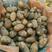 黑龙江绥化土豆种子繁育基地，繁育荷兰，沃土，黄金暑，等等