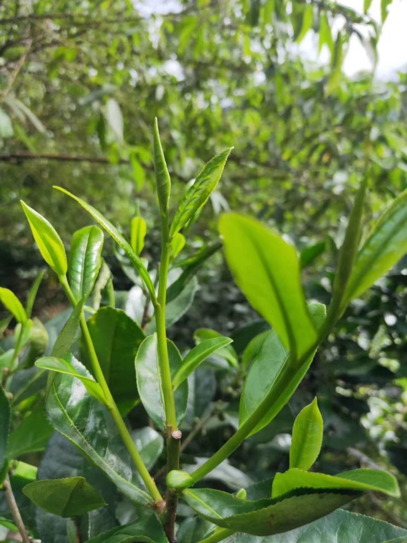 易武刮风寨秋茶