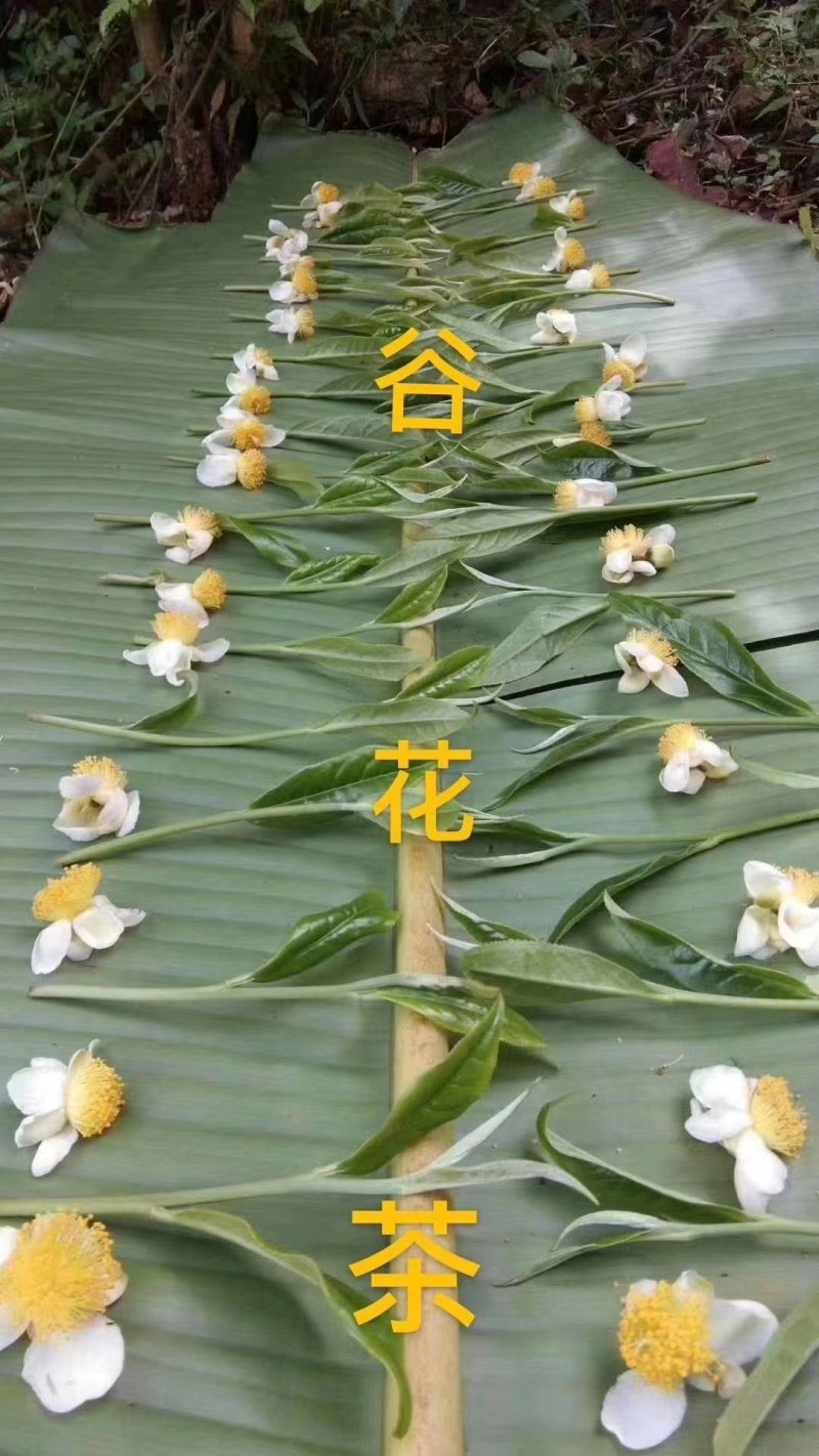 易武刮风寨秋茶