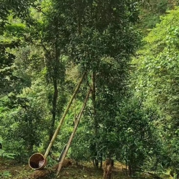 易武刮风寨秋茶