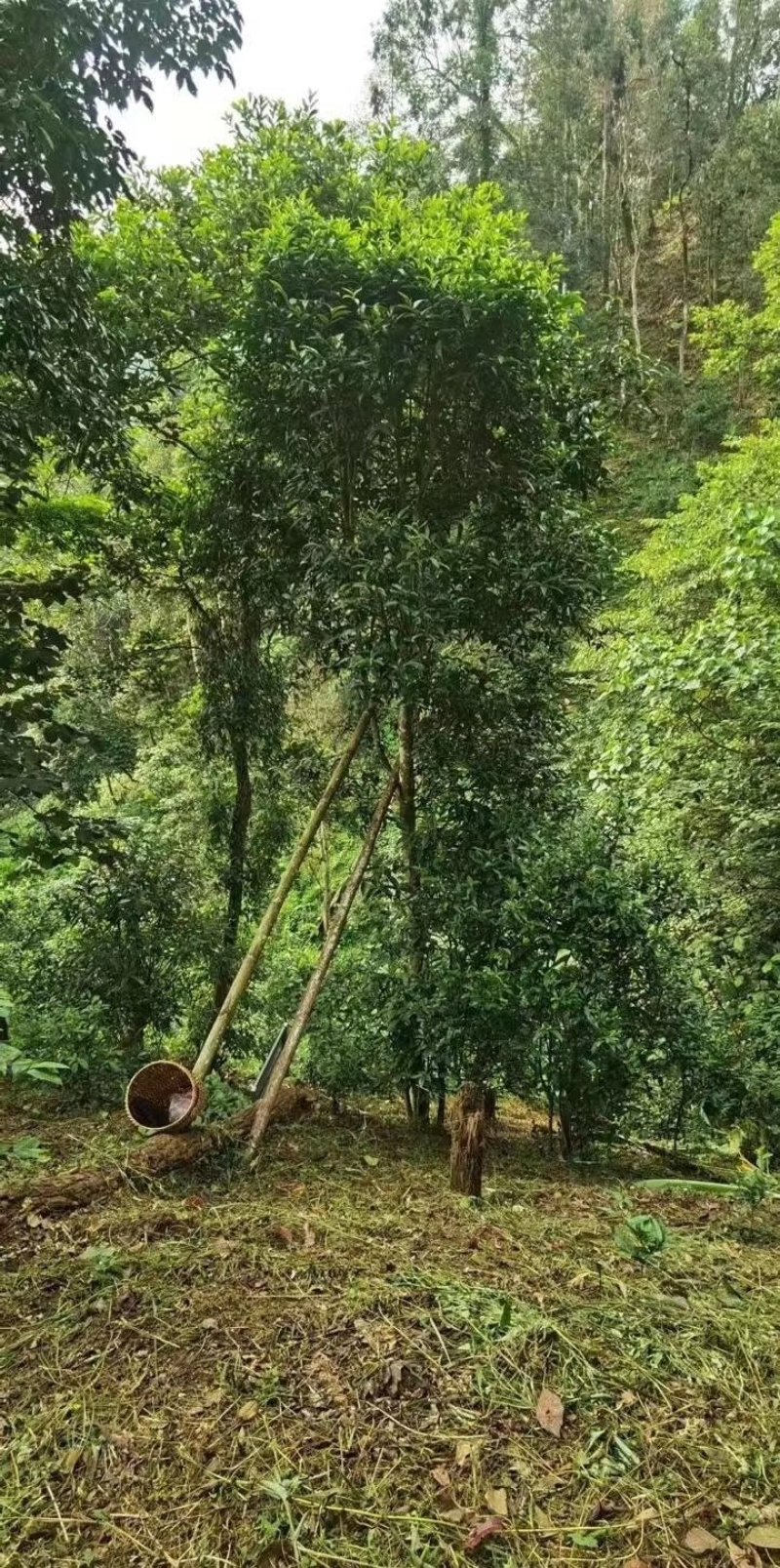 易武刮风寨秋茶