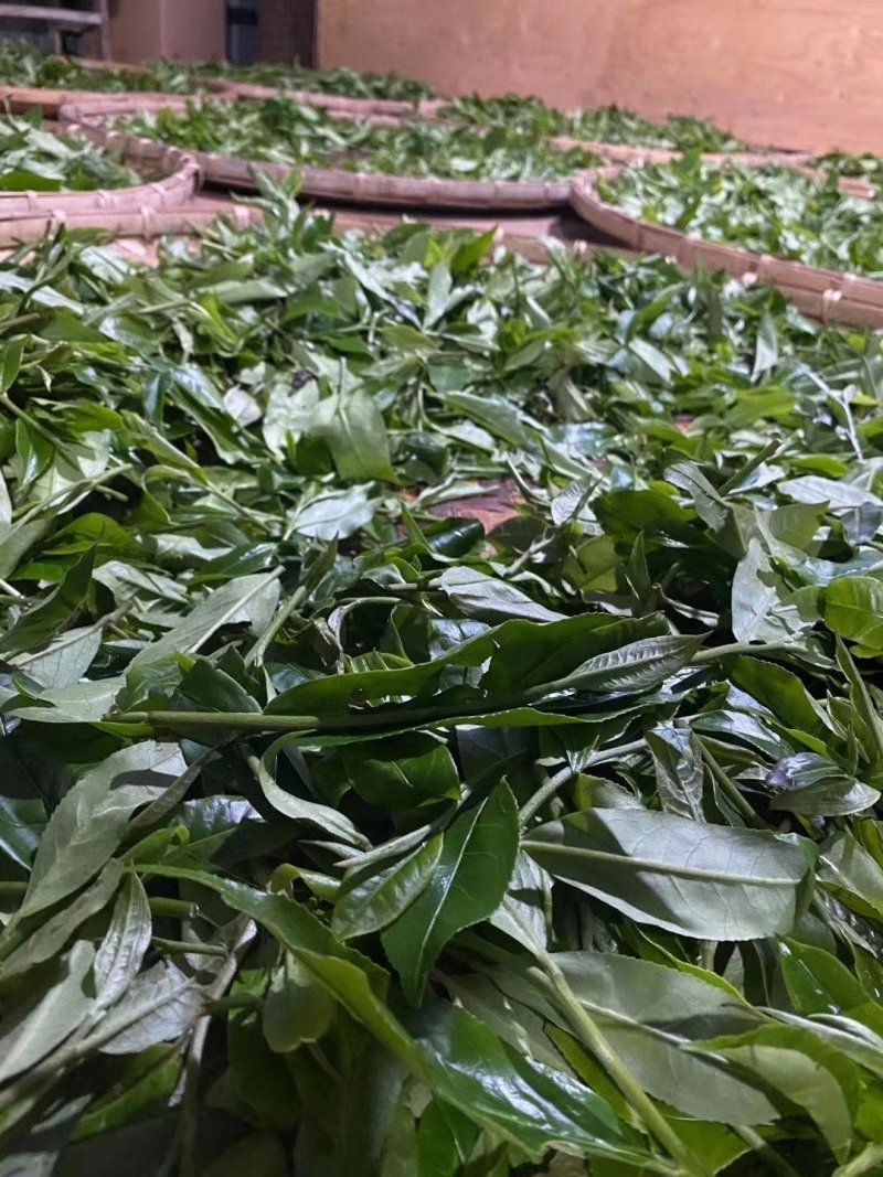 易武刮风寨秋茶