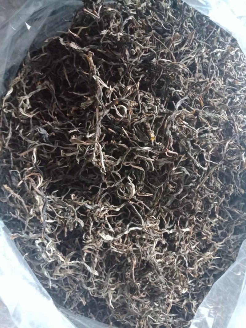易武刮风寨秋茶
