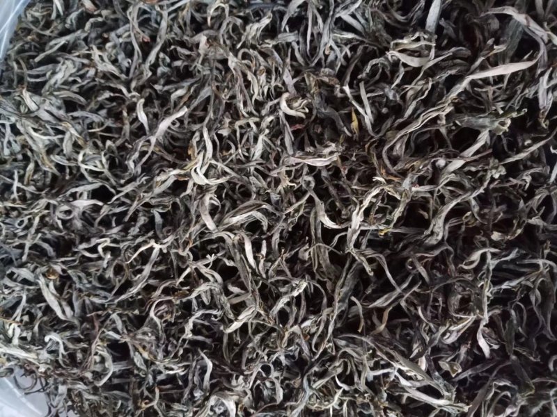 易武刮风寨秋茶