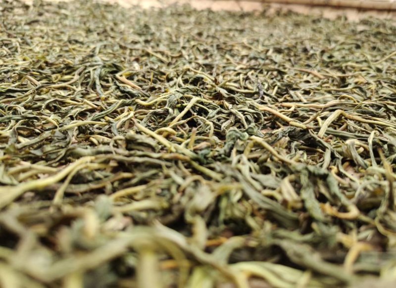 易武刮风寨秋茶
