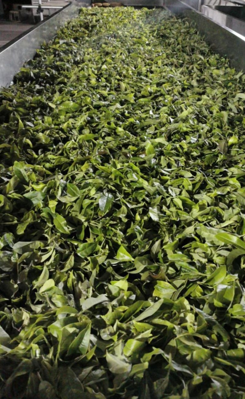易武刮风寨秋茶