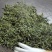 易武刮风寨秋茶