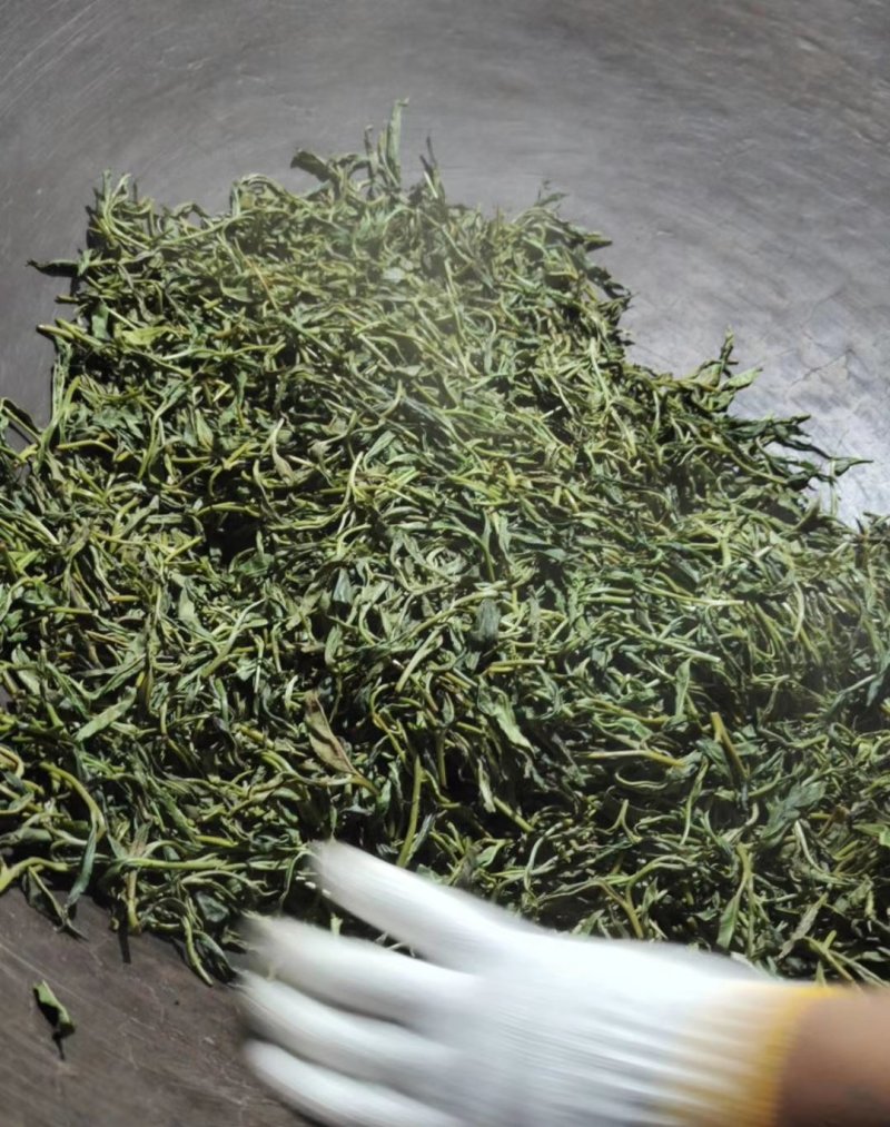 易武刮风寨秋茶