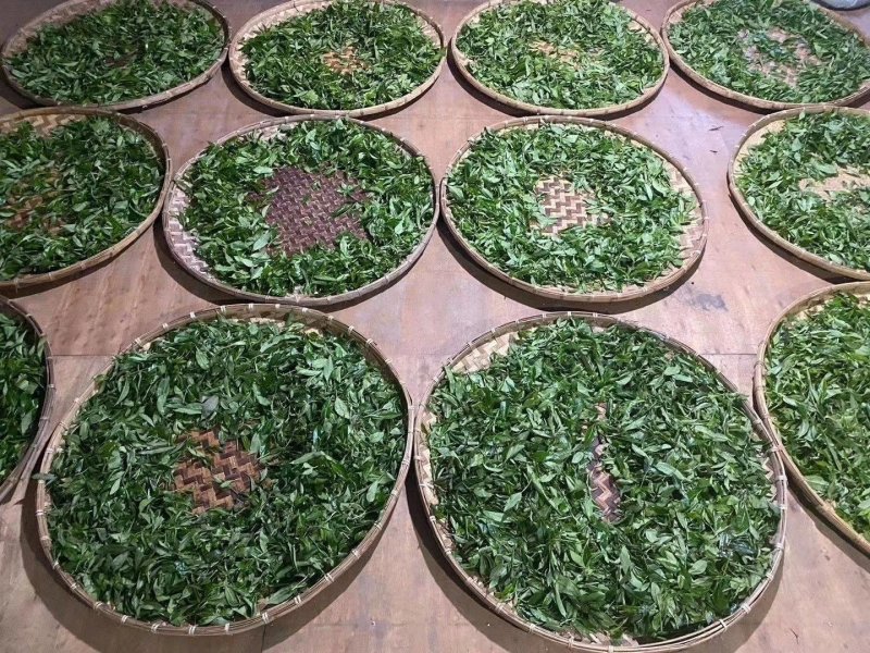 易武刮风寨秋茶