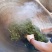 易武刮风寨秋茶