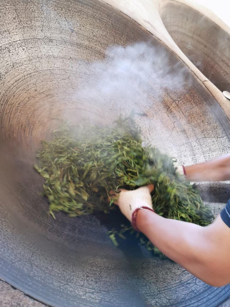 易武刮风寨秋茶
