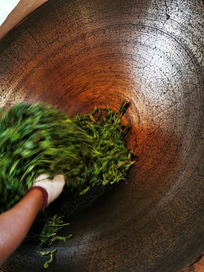 易武刮风寨秋茶