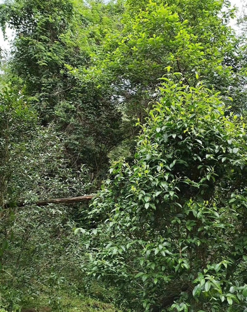 易武刮风寨秋茶
