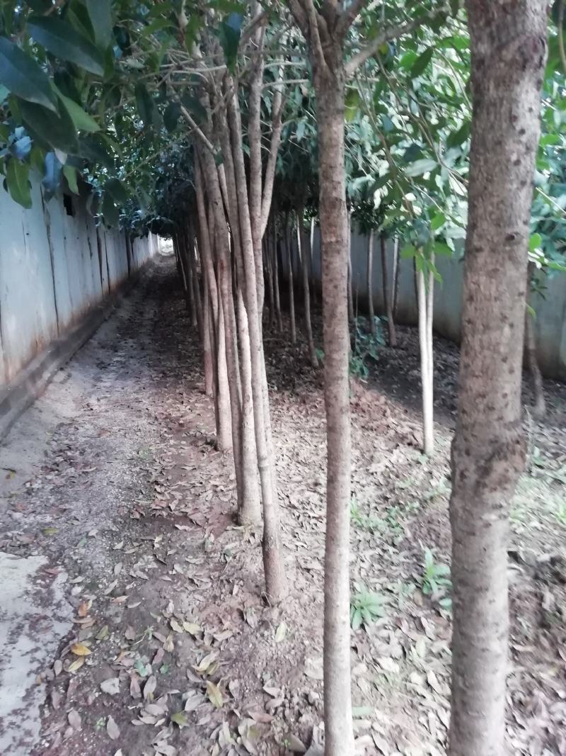 【桂花树】金桂花树（苗圃直发，树灌好，主杆无疤标直）