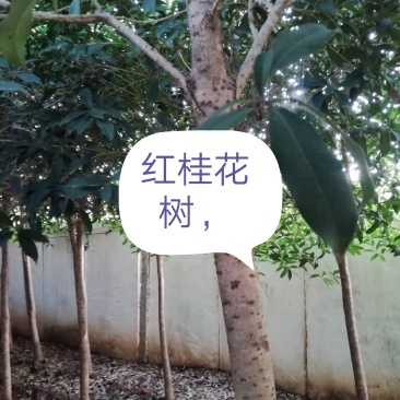 【桂花树】金桂花树(苗圃直发,树灌好,主杆无疤标直)