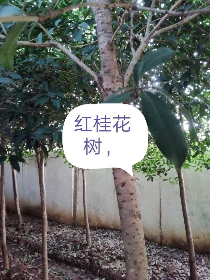 【桂花树】金桂花树（苗圃直发，树灌好，主杆无疤标直）