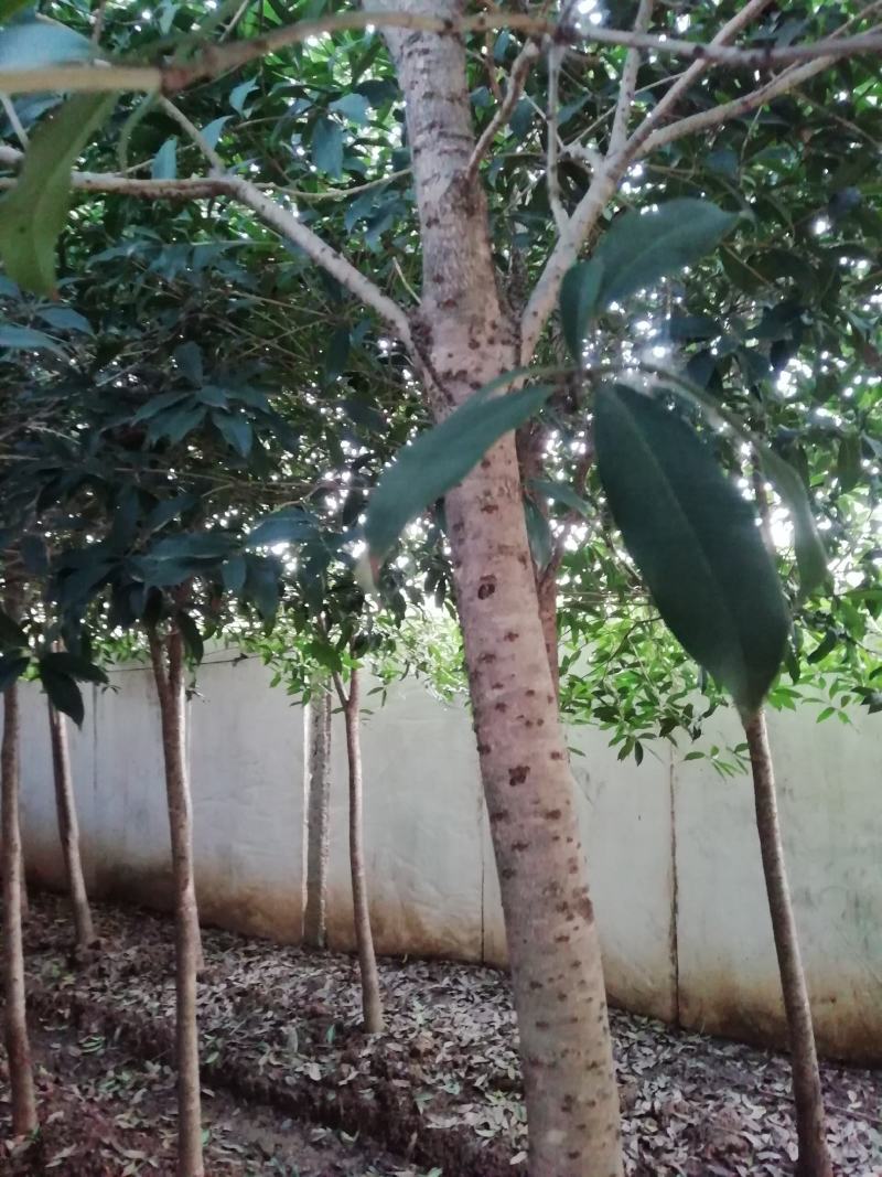 【桂花树】金桂花树（苗圃直发，树灌好，主杆无疤标直）