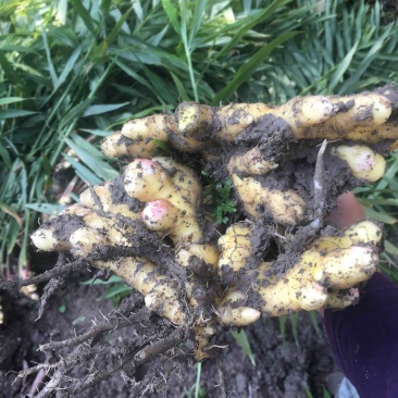 生姜，黄姜各种不同类型的生姜大量供应，欢迎大家围观
