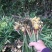 生姜，黄姜各种不同类型的生姜大量供应，欢迎大家围观