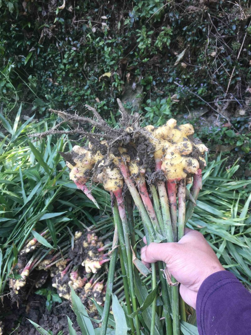 生姜，黄姜各种不同类型的生姜大量供应，欢迎大家围观