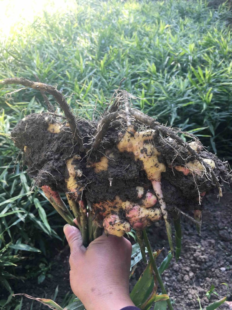 生姜，黄姜各种不同类型的生姜大量供应，欢迎大家围观