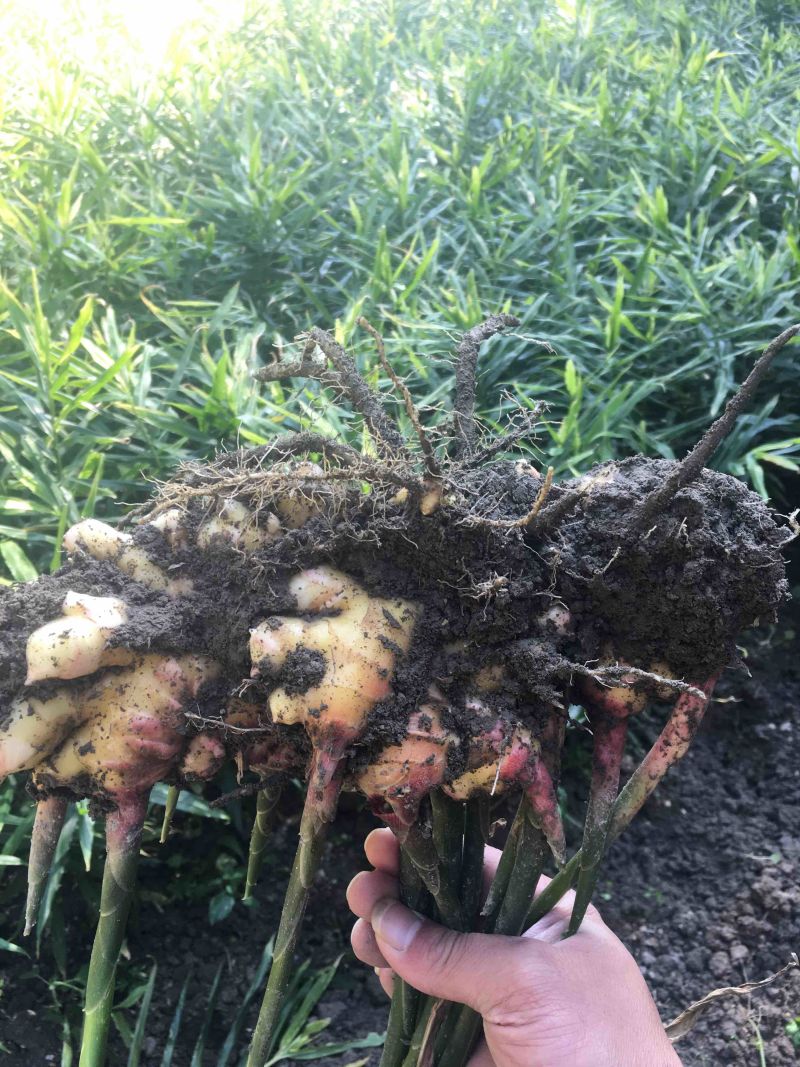 生姜，黄姜各种不同类型的生姜大量供应，欢迎大家围观