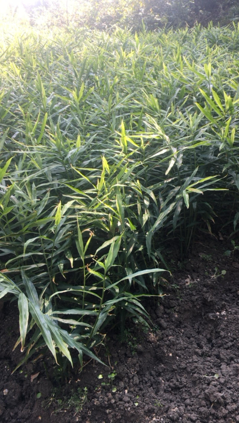 生姜，黄姜各种不同类型的生姜大量供应，欢迎大家围观