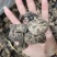 虎掌菌自家考的产地直供精选的4到9以上有800公斤