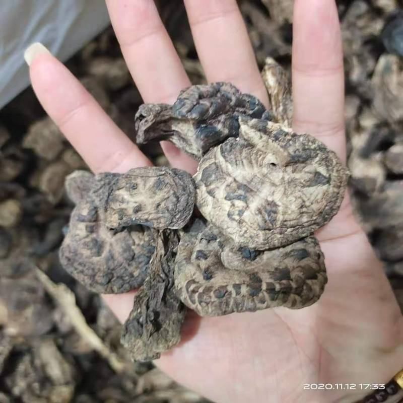 虎掌菌自家考的产地直供精选的4到9以上有800公斤