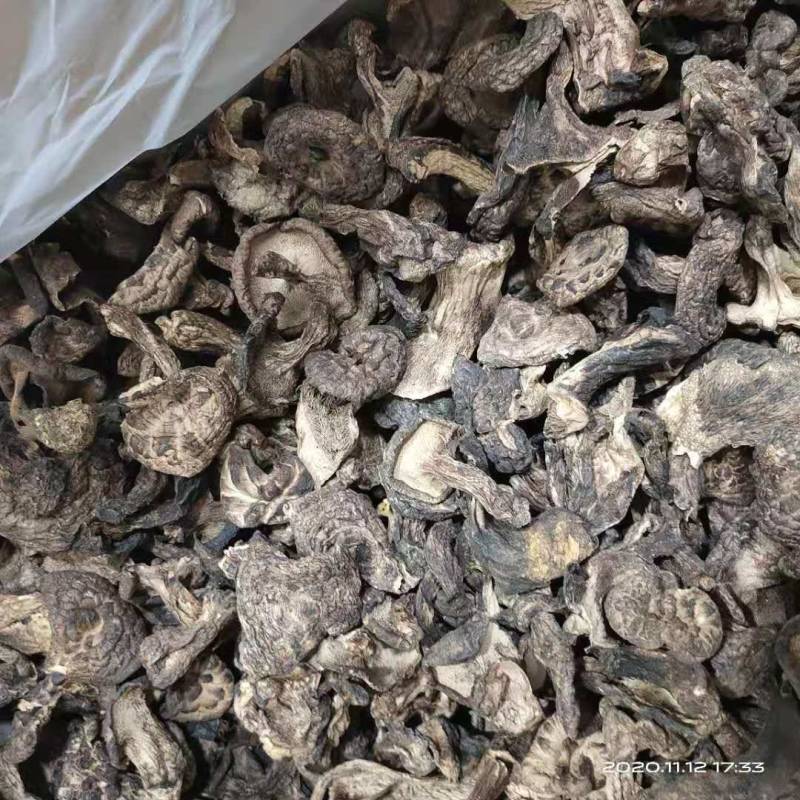 虎掌菌自家考的产地直供精选的4到9以上有800公斤