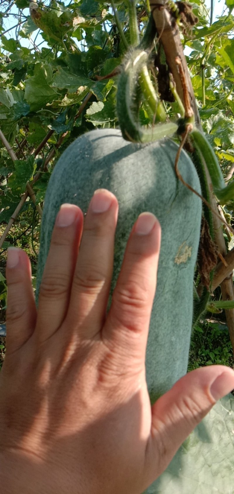 广西百色田东县冬瓜上市