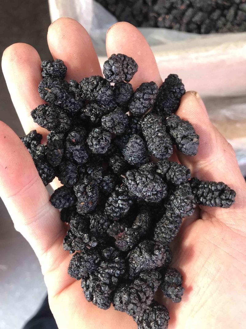 桑葚子无硫干货桑葚子包含量干净无杂质产地直销