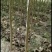 金丝楸，2公分，3公分，4公分，楸树种植基地。
