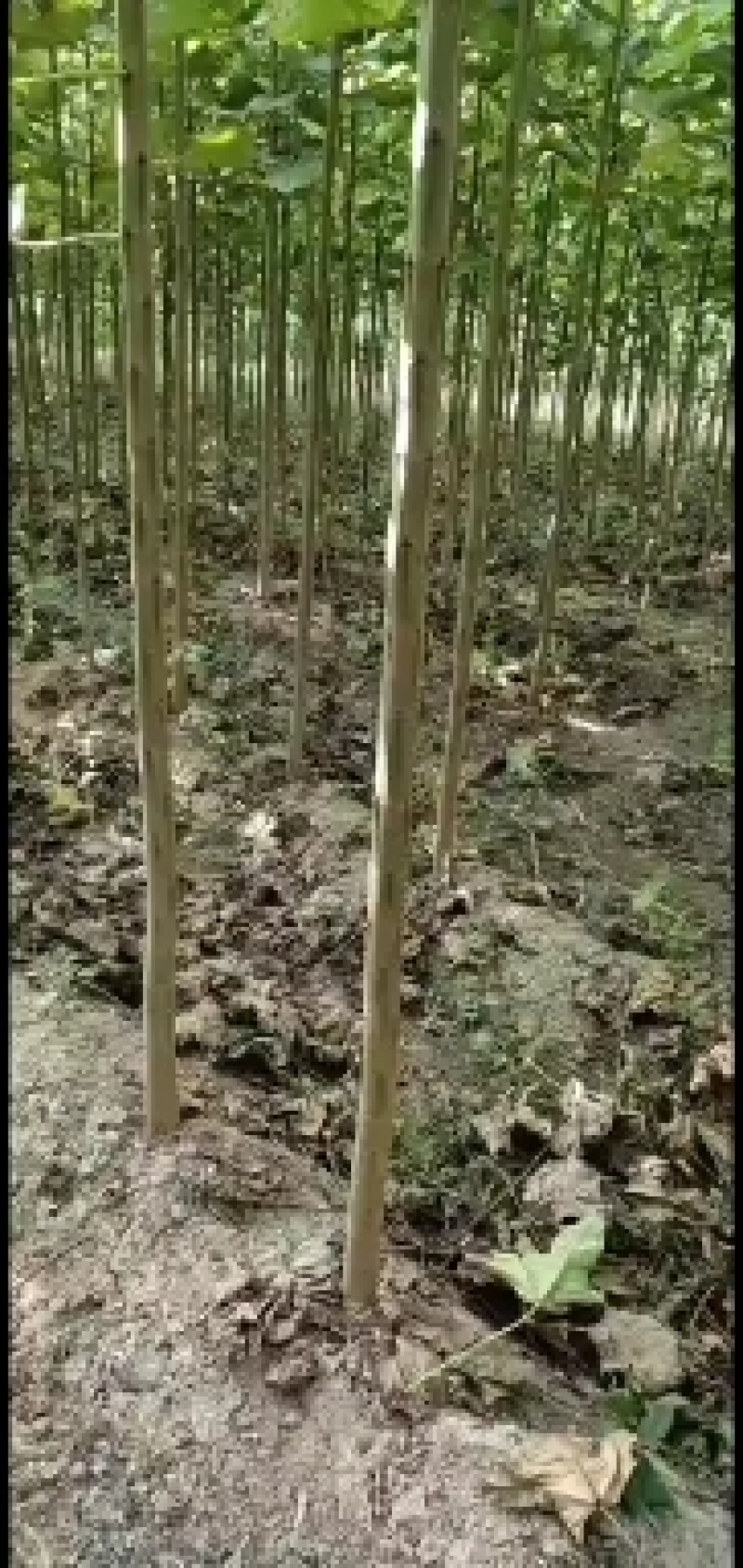 金丝楸，2公分，3公分，4公分，楸树种植基地。