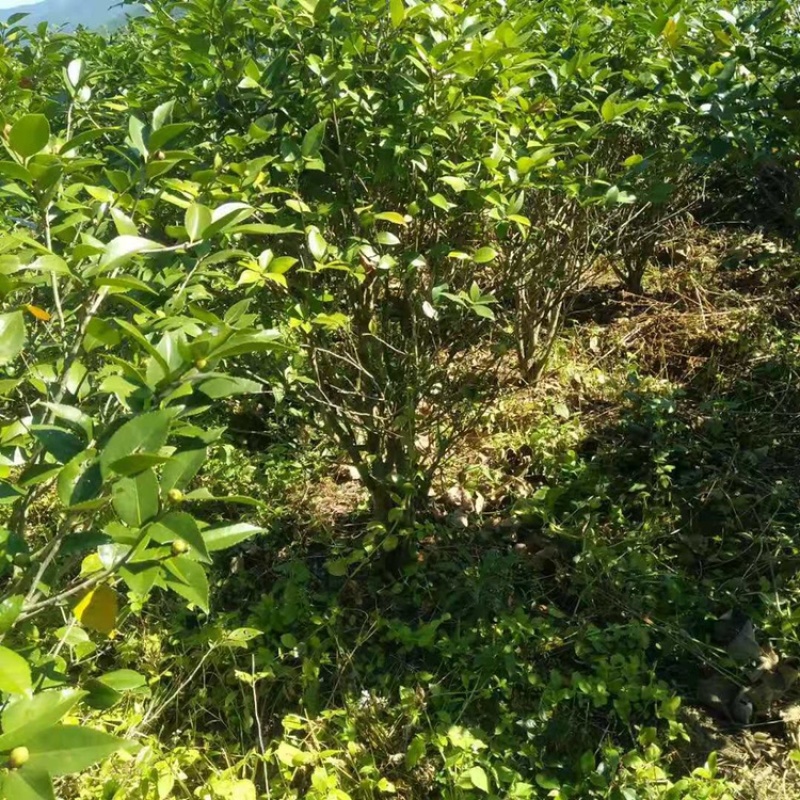 茶花工程绿化苗木花卉种植