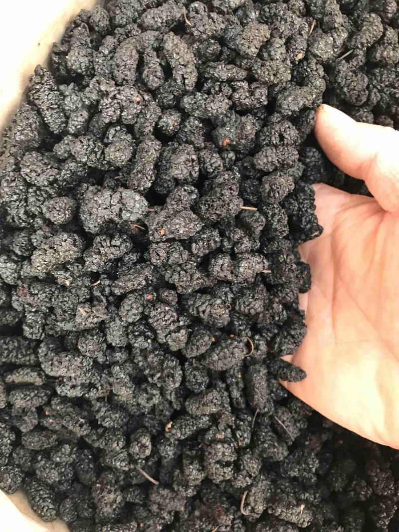 桑葚子无硫干货桑葚子包含量干净无杂质产地直销