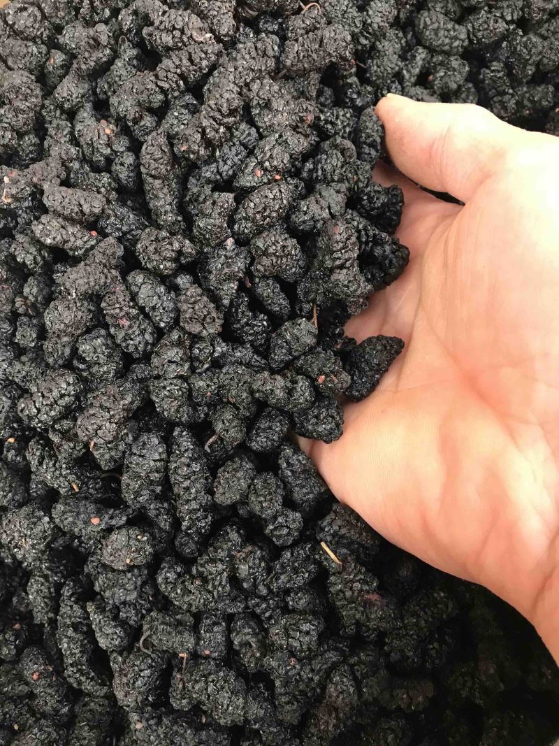 桑葚子无硫干货桑葚子包含量干净无杂质产地直销