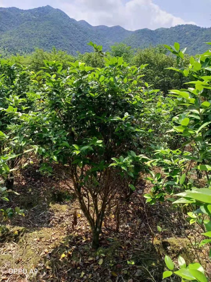 茶花工程绿化苗木花卉种植