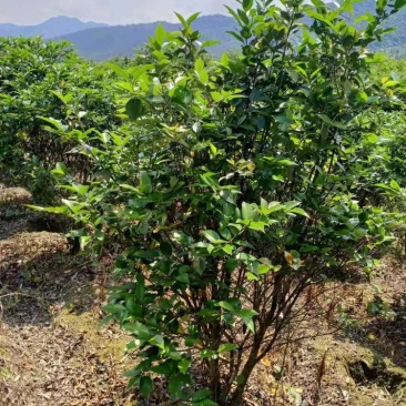 茶花工程绿化苗木花卉种植