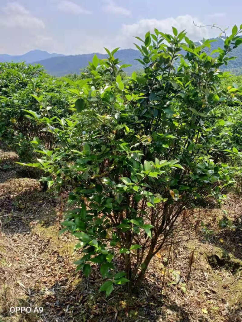 茶花工程绿化苗木花卉种植