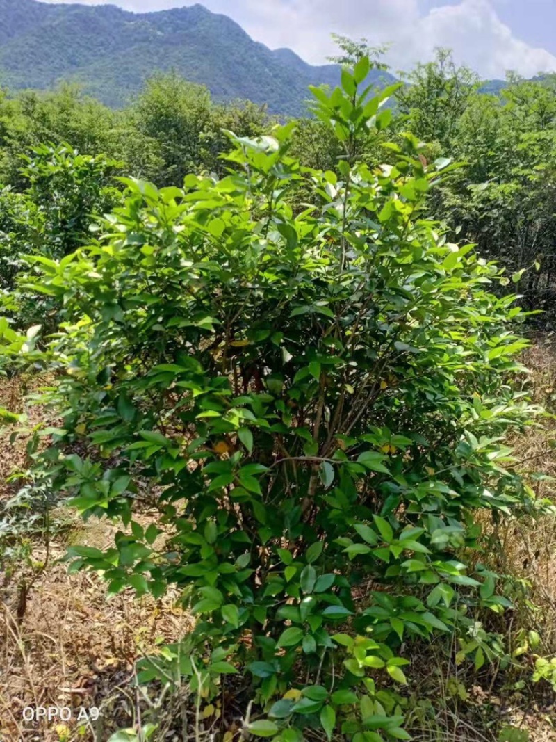 茶花工程绿化苗木花卉种植