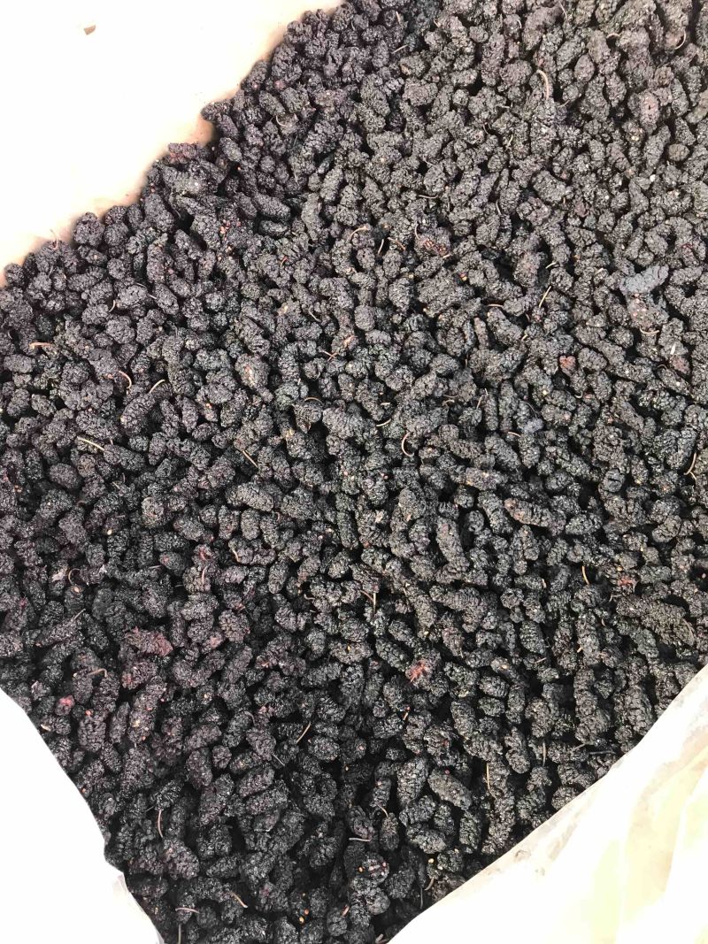 桑葚子无硫干货桑葚子包含量干净无杂质产地直销