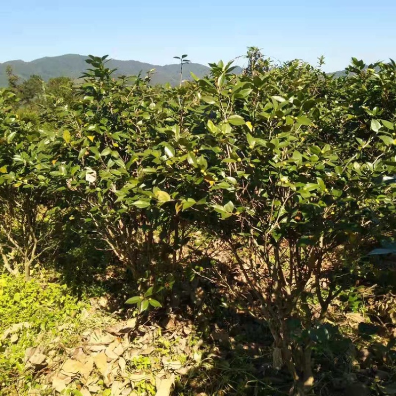 茶花工程绿化苗木花卉种植